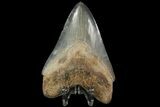 Serrated, Fossil Megalodon Tooth - Glossy Enamel #76506-1